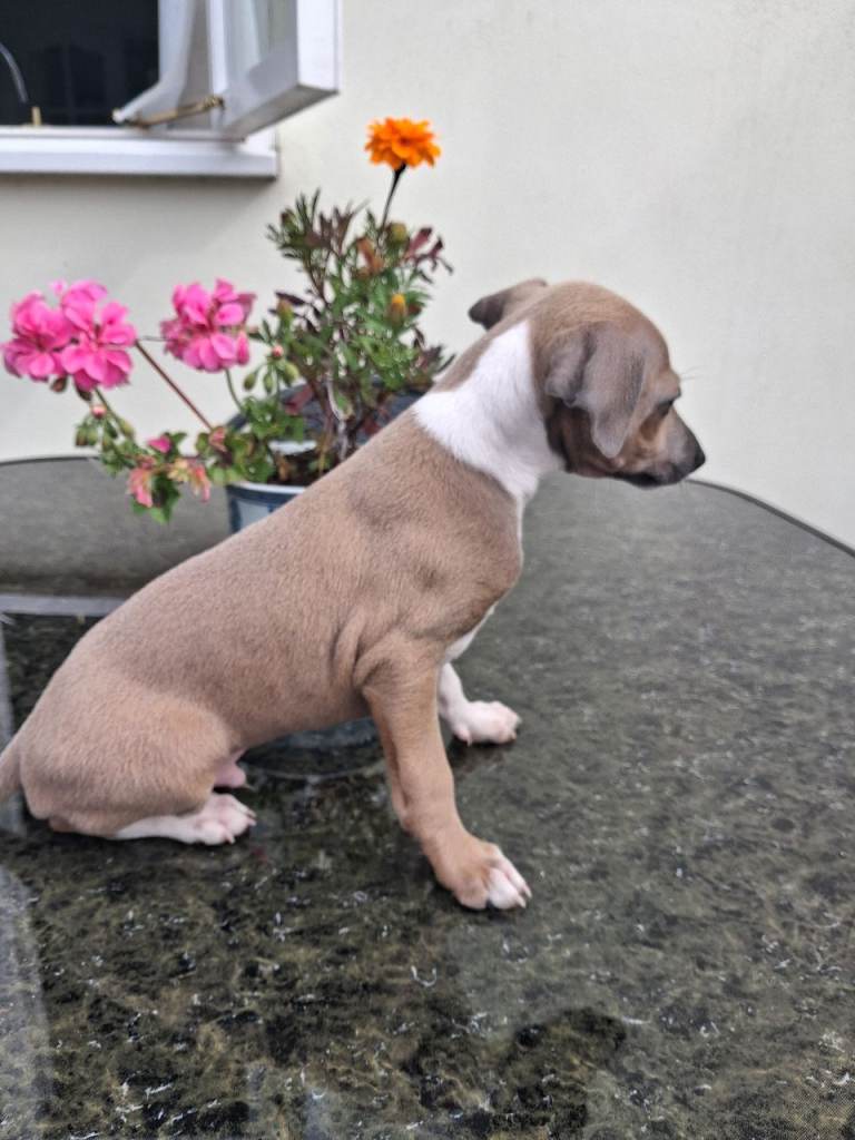 KC Registered Italian Greyhound Dog Puppy for Sale