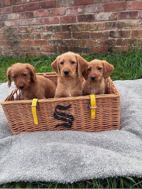 Labradoodle puppy's 