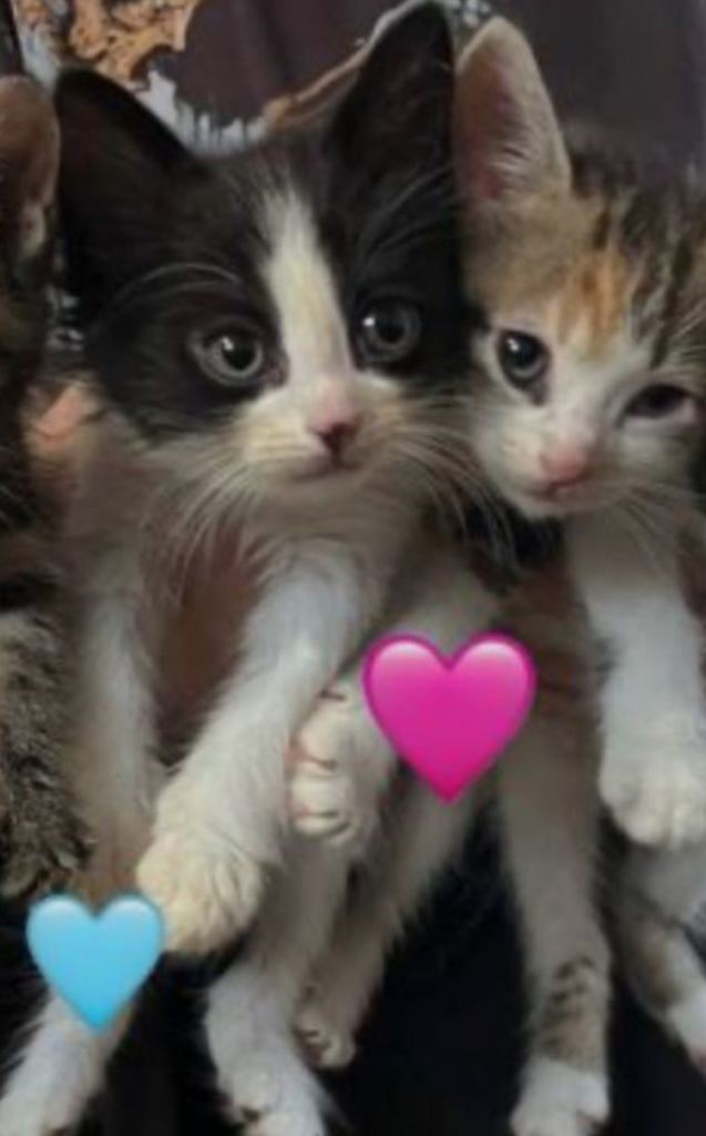 beautiful kittens ready now one boy one girl 