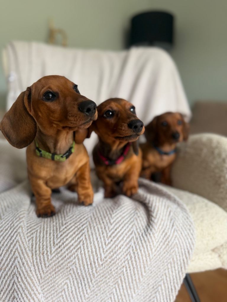 Gorgeous KC registered Dachshunds🐶