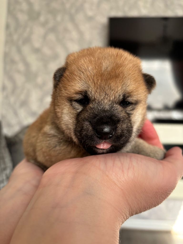 Japanese Shiba Inu puppies