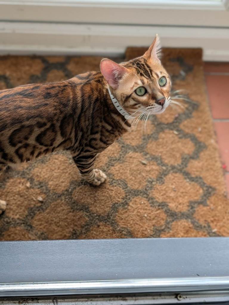 Male Pure Bengal £250