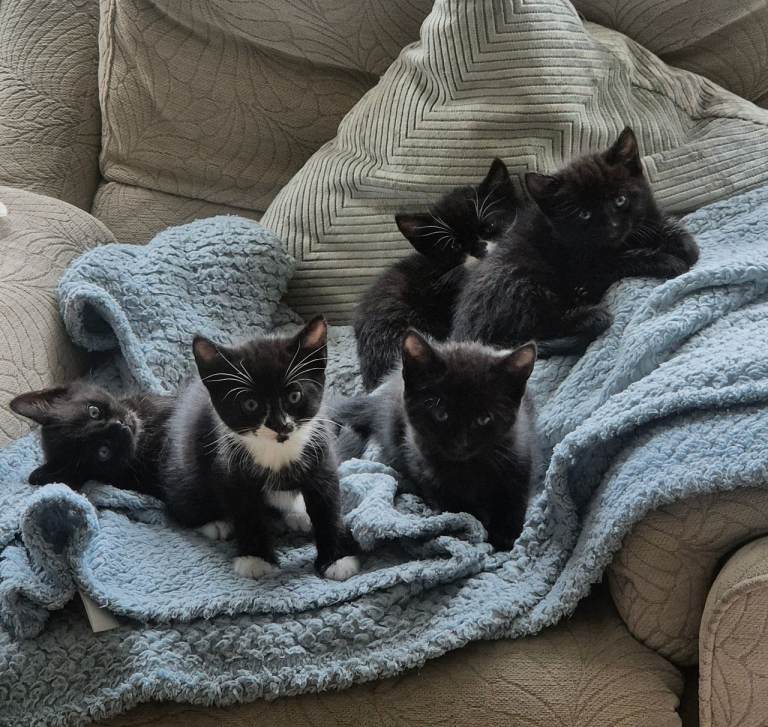Kittens available now beautiful 5 black and white 