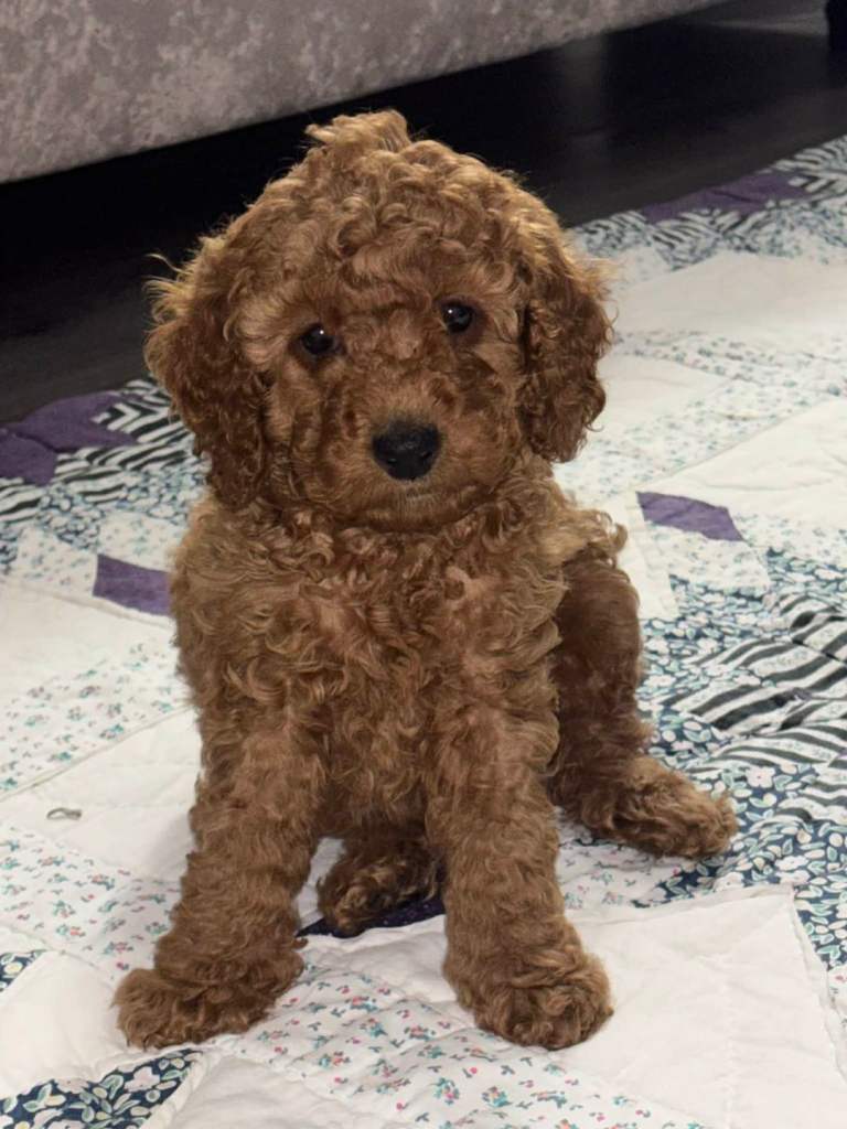Cockapoo