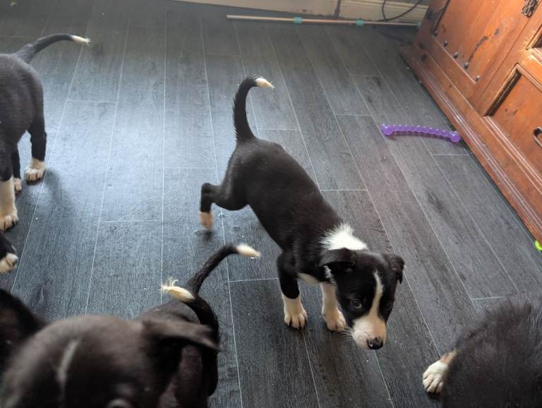 Border Collie puppies 