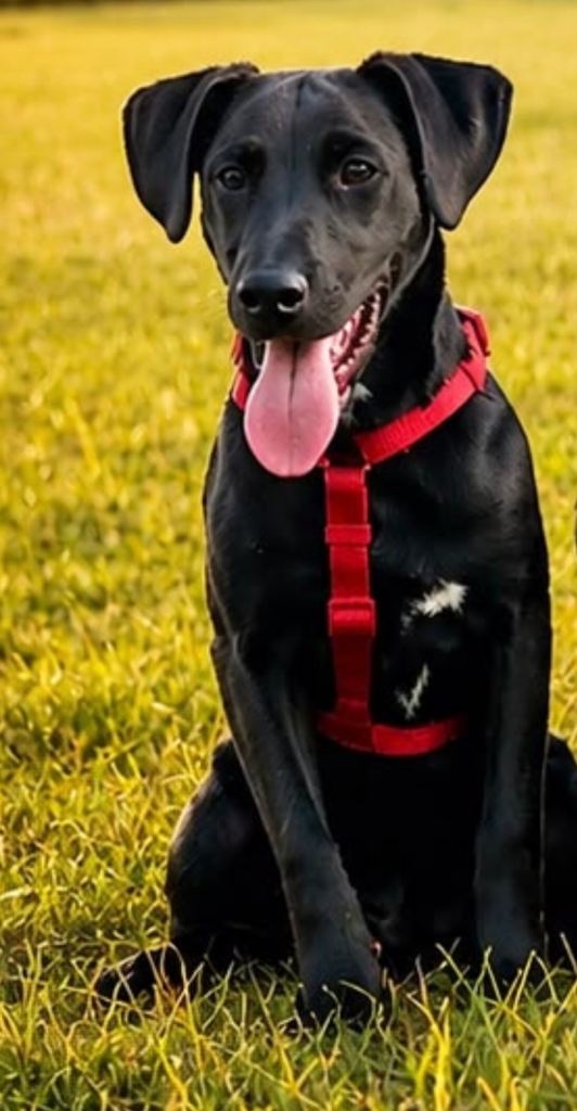 6-Month-Old Labrador × Jack Russell Mix Looking for His Forever Home 🐾