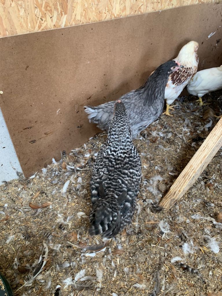 POL hybrid Hens 