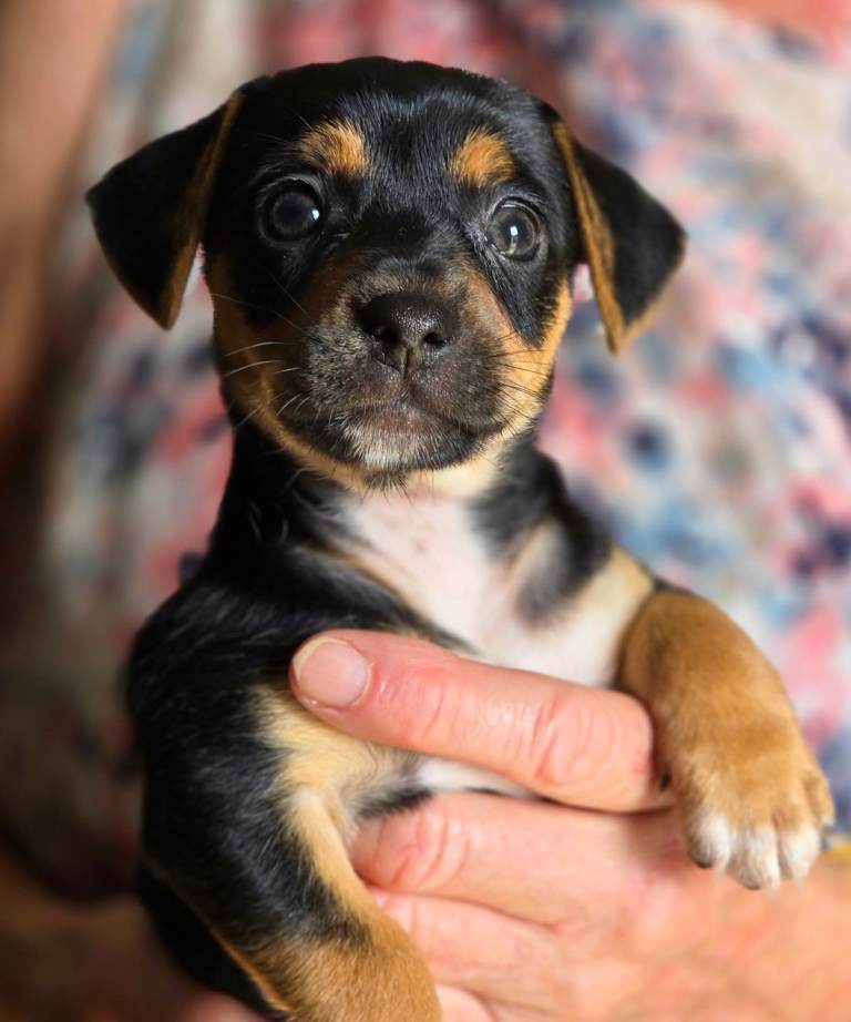 **RESERVED** Beautiful Jack Russell mixed puppies 