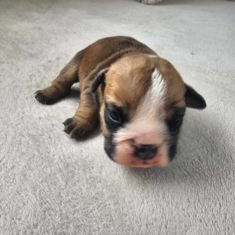 British bulldog
