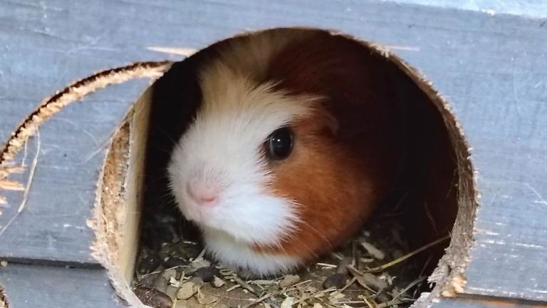 Guinea pig with 2 hutchs