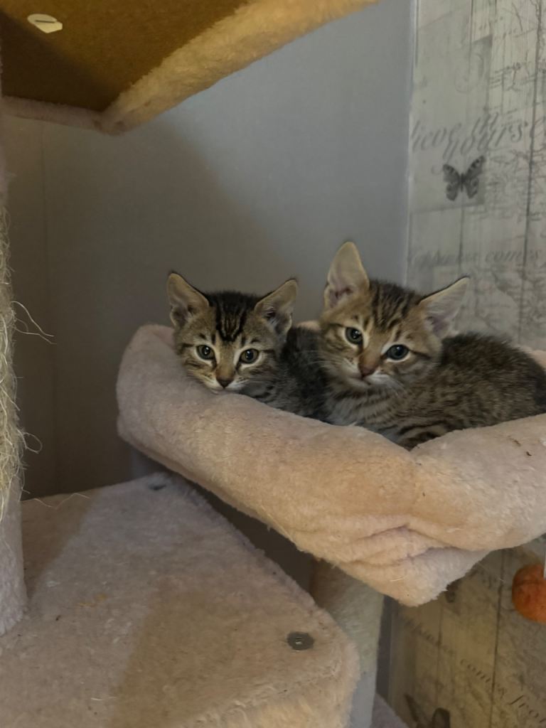 Bengal kittens