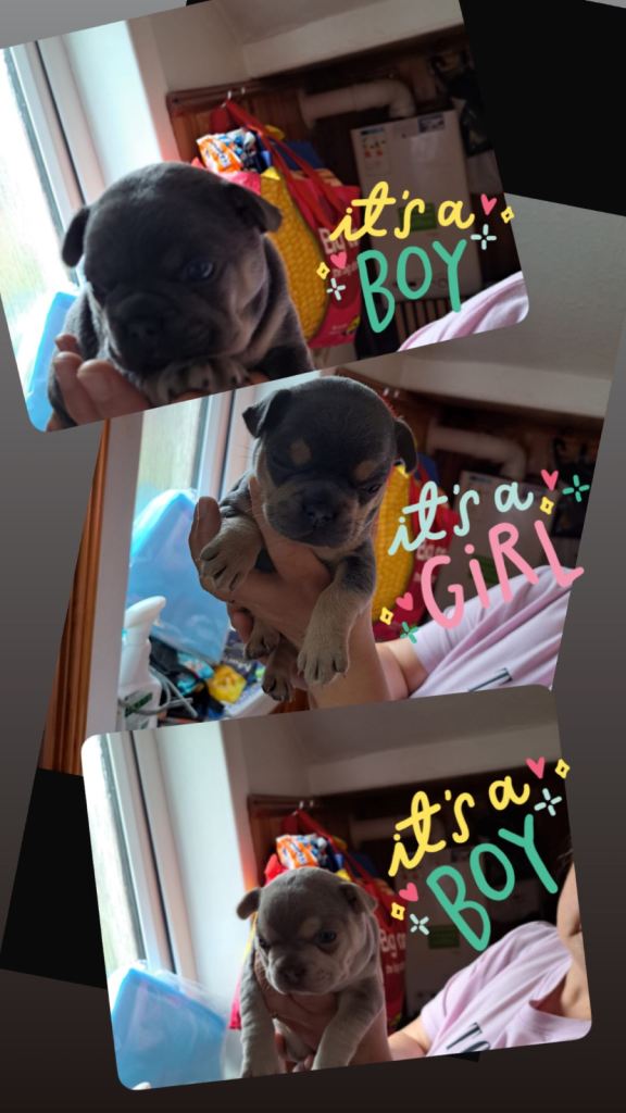 French bulldog puppies 