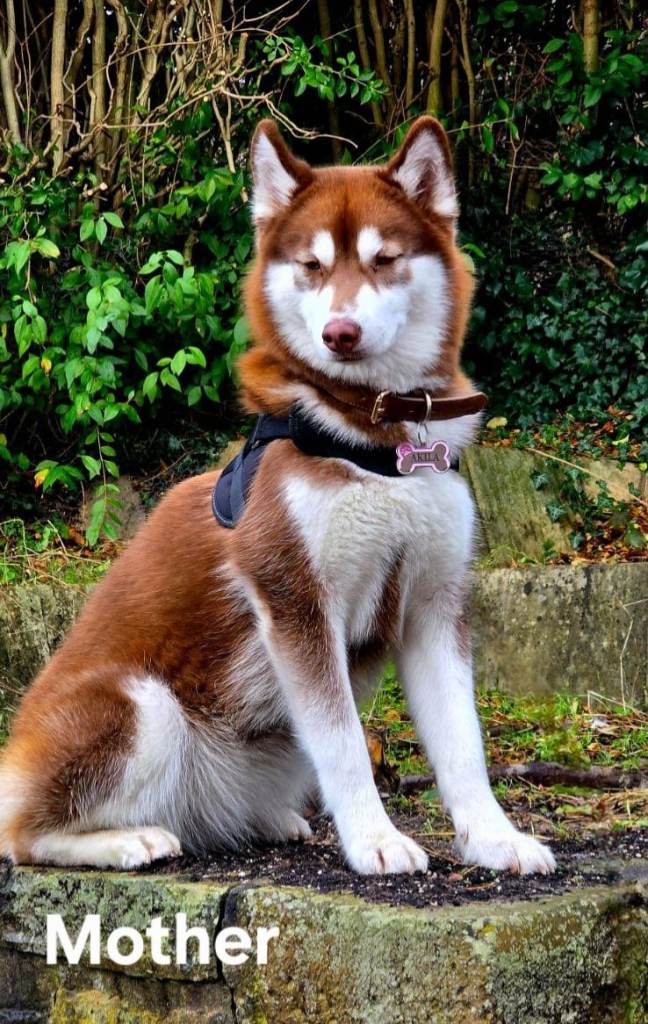 🐾 Siberian Husky Puppies Looking for Loving Homes 🐾