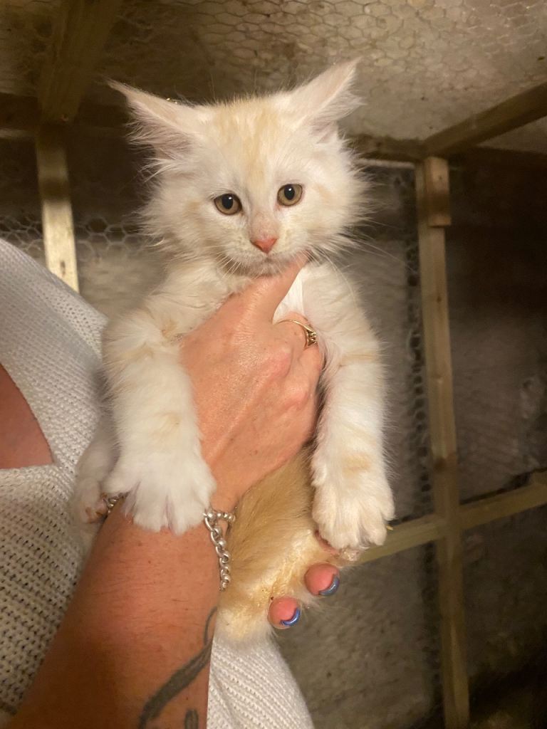 Maine coon kittens 