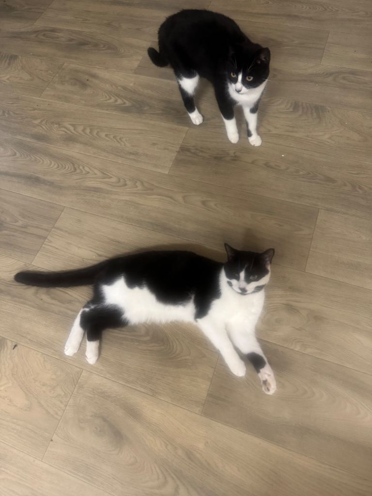 Two lovely young cats looking for a new home 