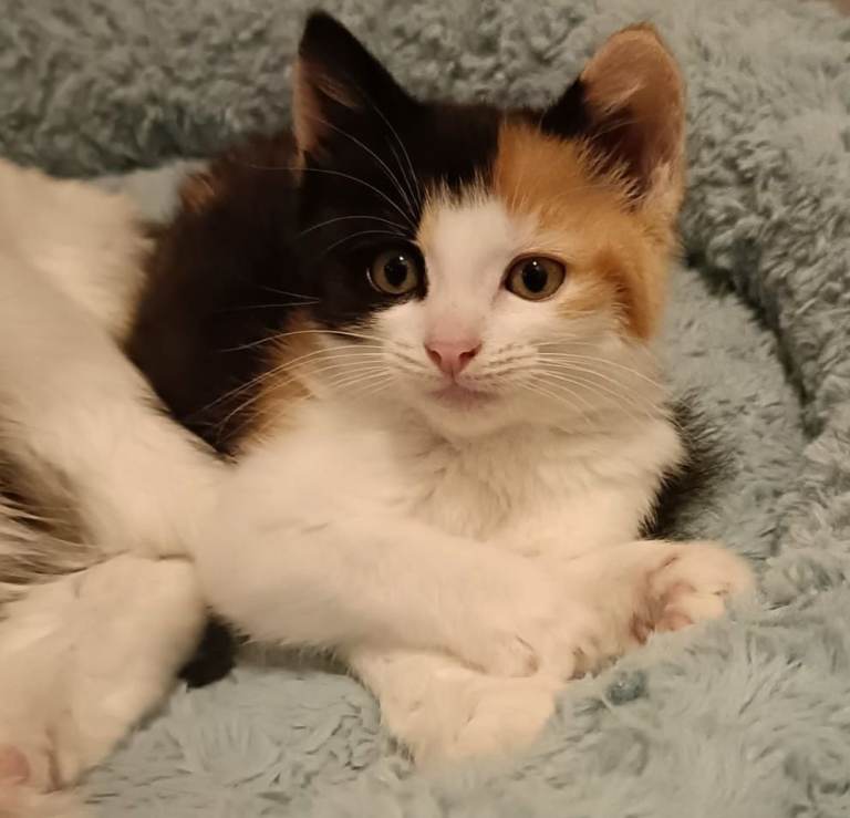 🐾 Gorgeous Calico Girl – Cute, Playful & Ready for Her New Home! 🐾