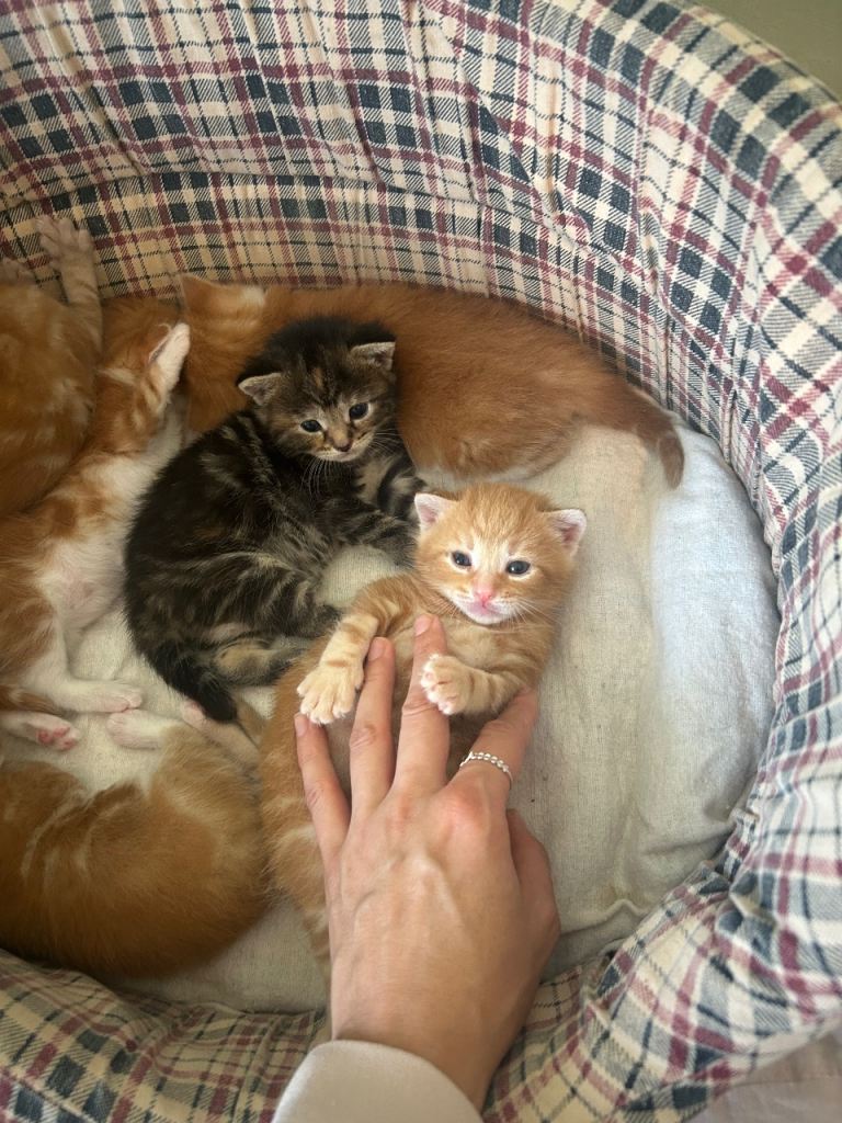 4 Super Adorable kittens for sale, 4 boys left 