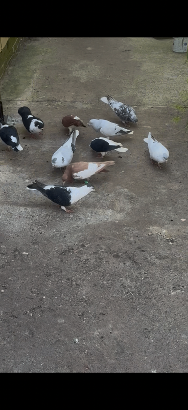 Afghan pigeon 