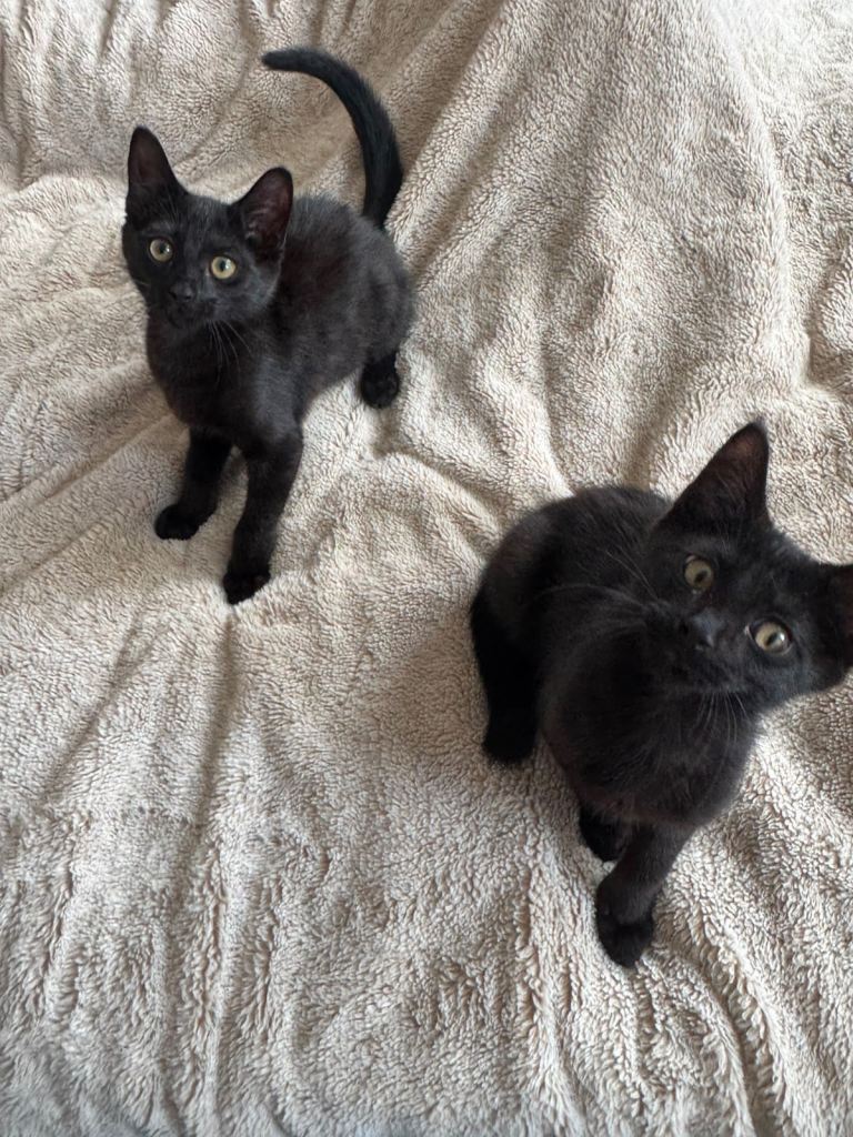 Cuddly kittens looking for their forever home 