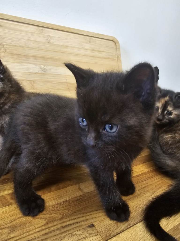 Kittens 