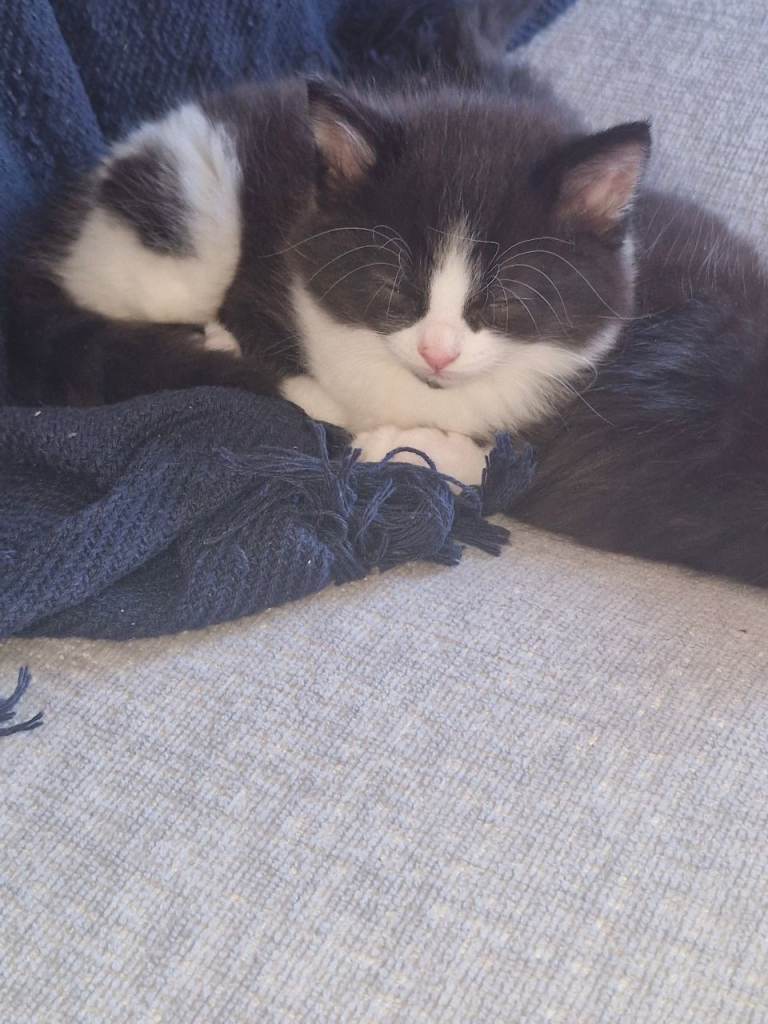 Kittens for sale