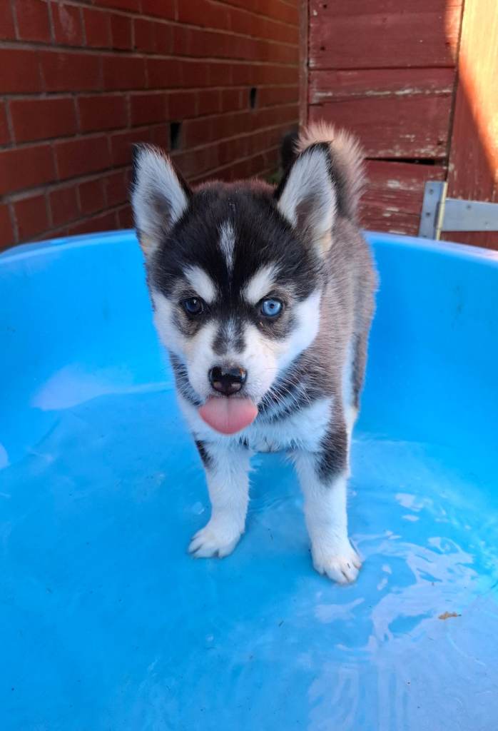 Gorgeous pups looking for good homes 