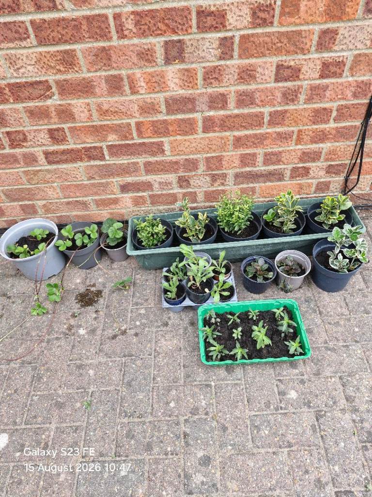 Last Few Plants Available £1 To £3
