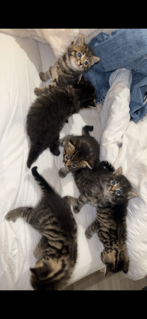 Beautiful baby kittens 