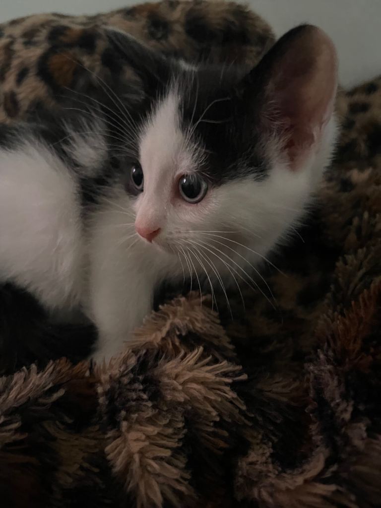 KITTENS FOR SALE.
