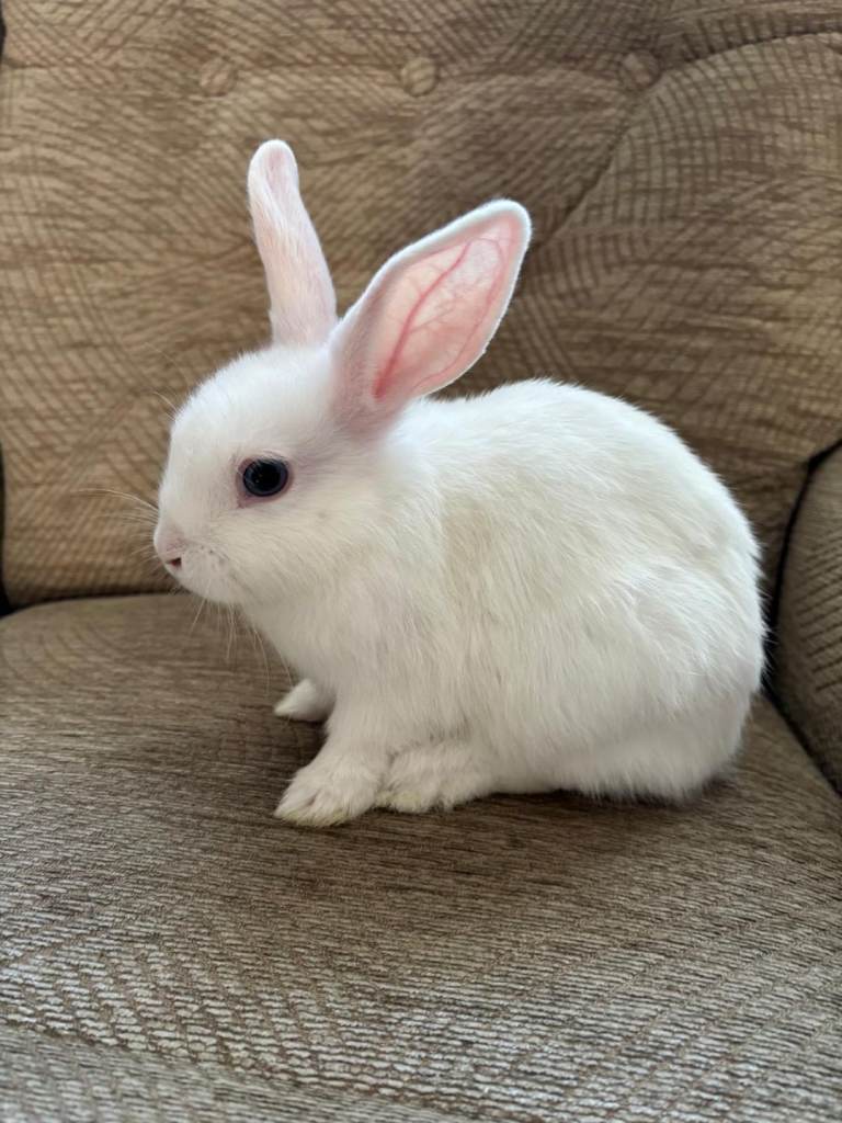 Bunny rabbits for sale