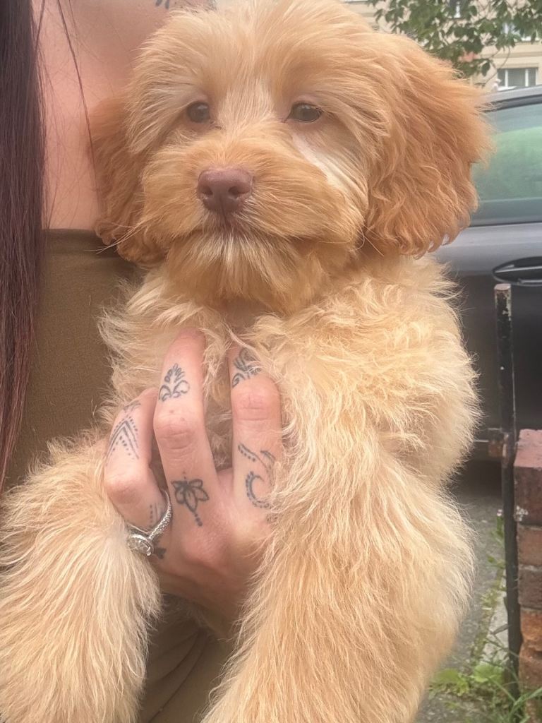 puppy for sale 
