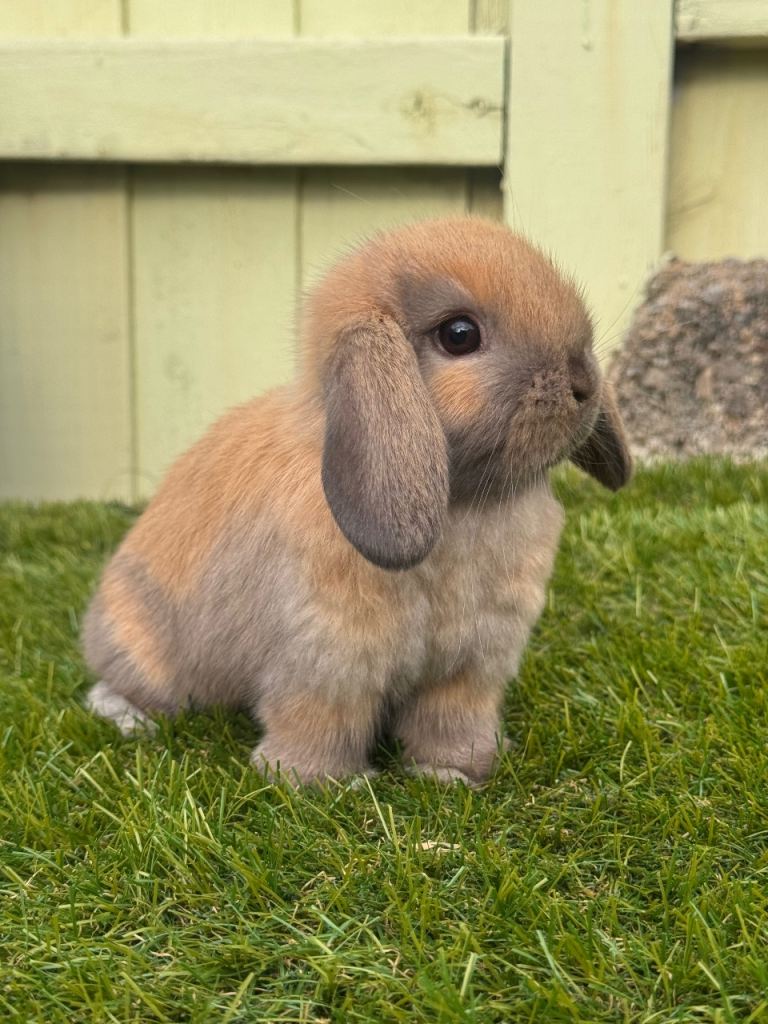 Mini lops