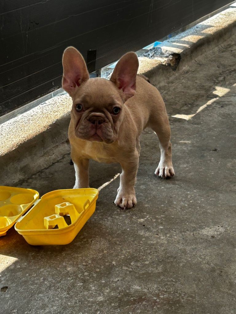 French bulldog puppies 