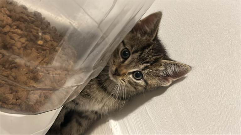 4 kittens for sale 8 weeks Old