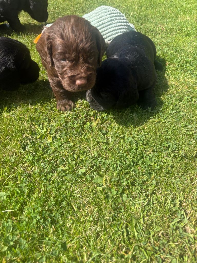 Cocker spaniel pups for sale + 1 black lab pup