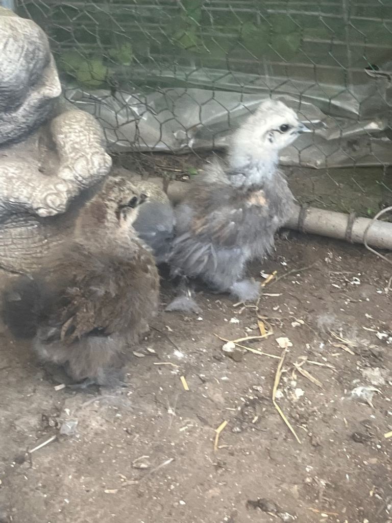 Silkie chicks