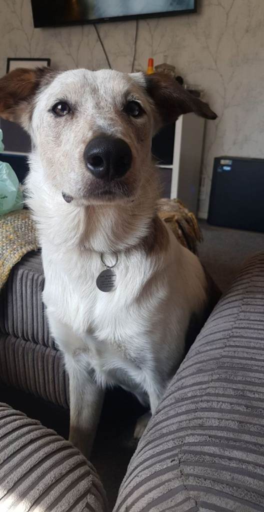 Female border collie 4 years old. Please read advert. Price is negotiable.