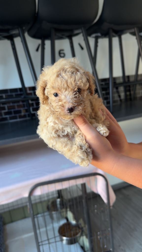 1 beautiful male toy poodle