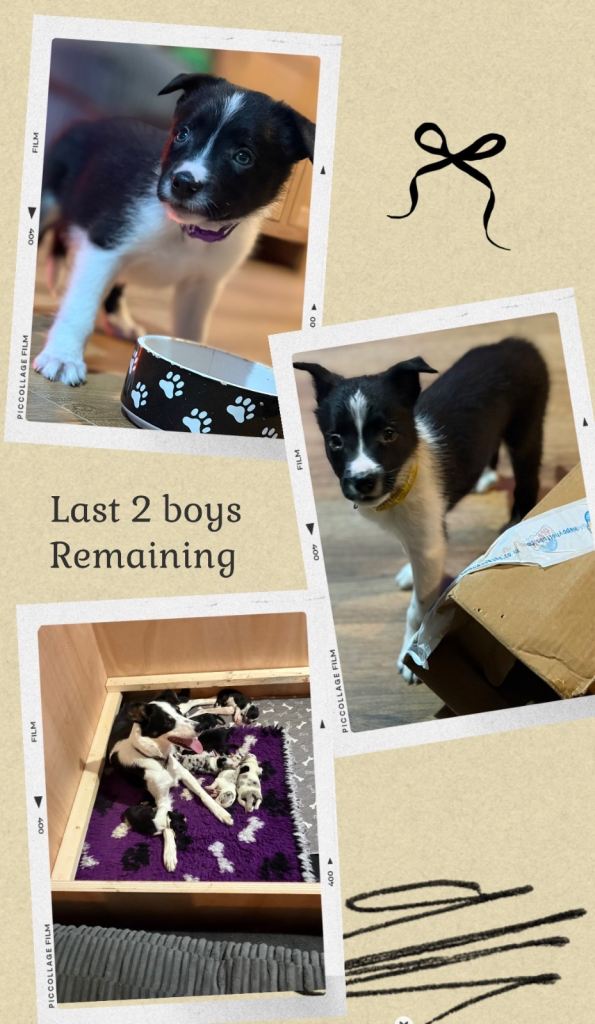 ONLY ONE BOY REMAINING 