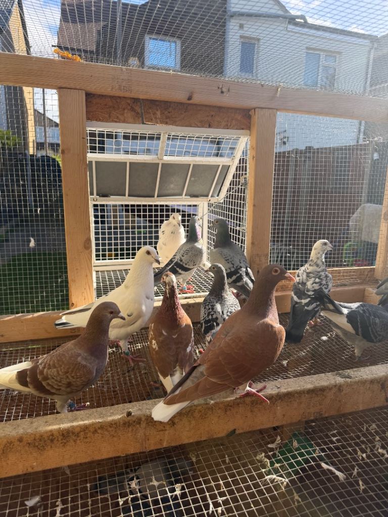 Racing Pigeon 