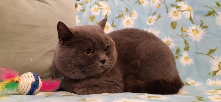 British shorthair entire male GCCF active