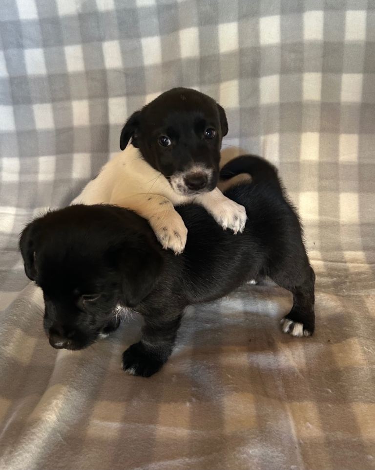 Jack Russell puppies