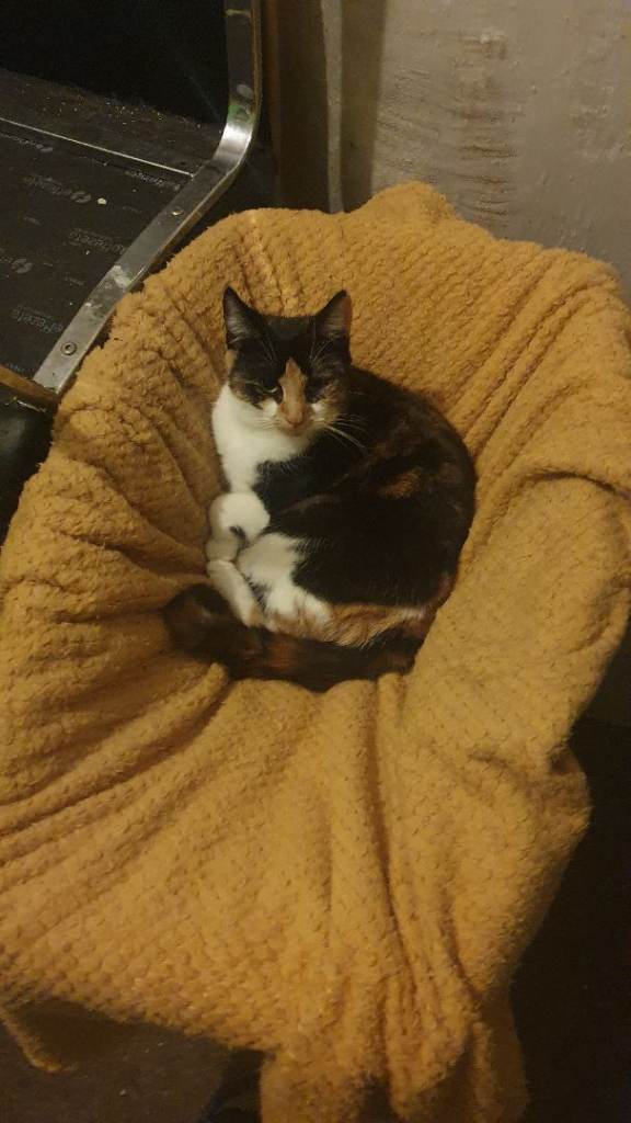 Cat