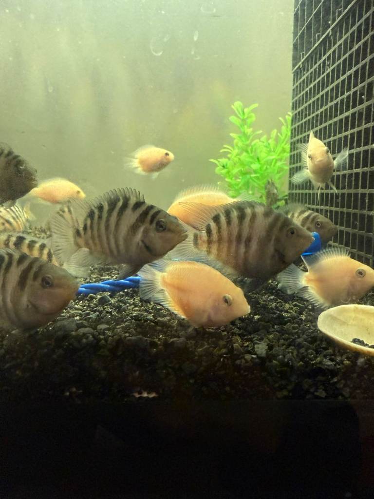Convict Cichlids and Albinos for SALE!
