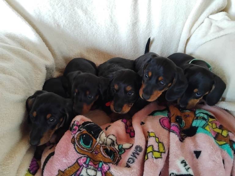 Miniature dashound puppies.