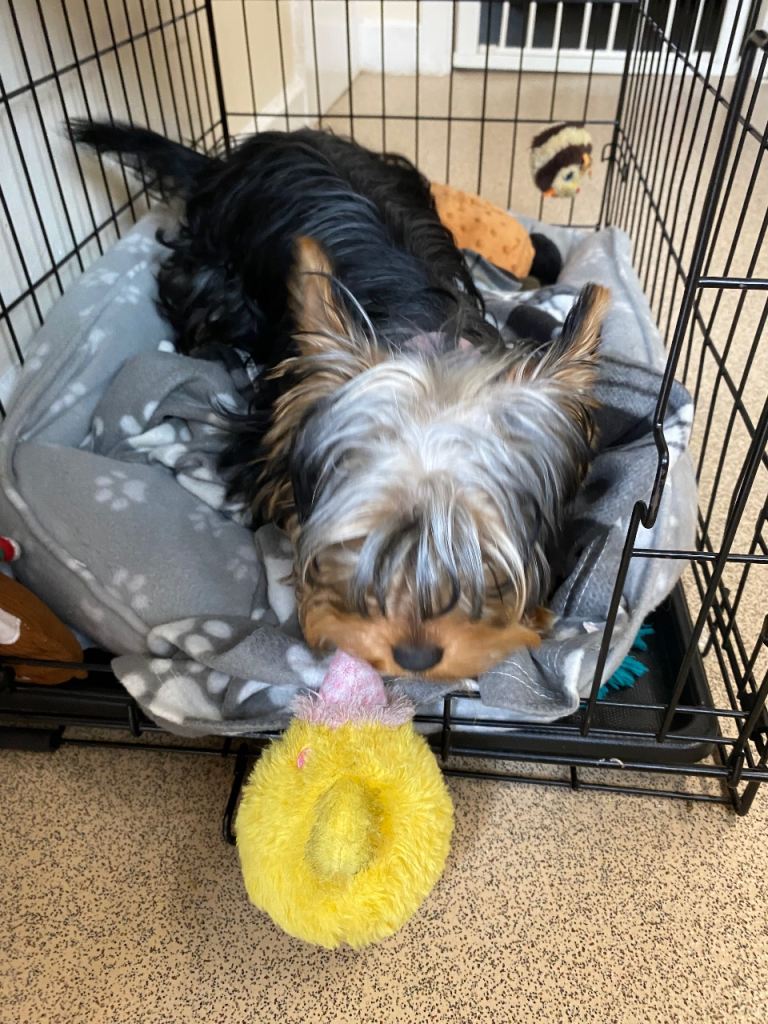 Yorkshire terrier female 7 month