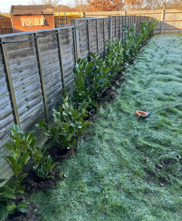 Cherry laurel bare-root hedging plants available in a choice of sizes. ✔ 