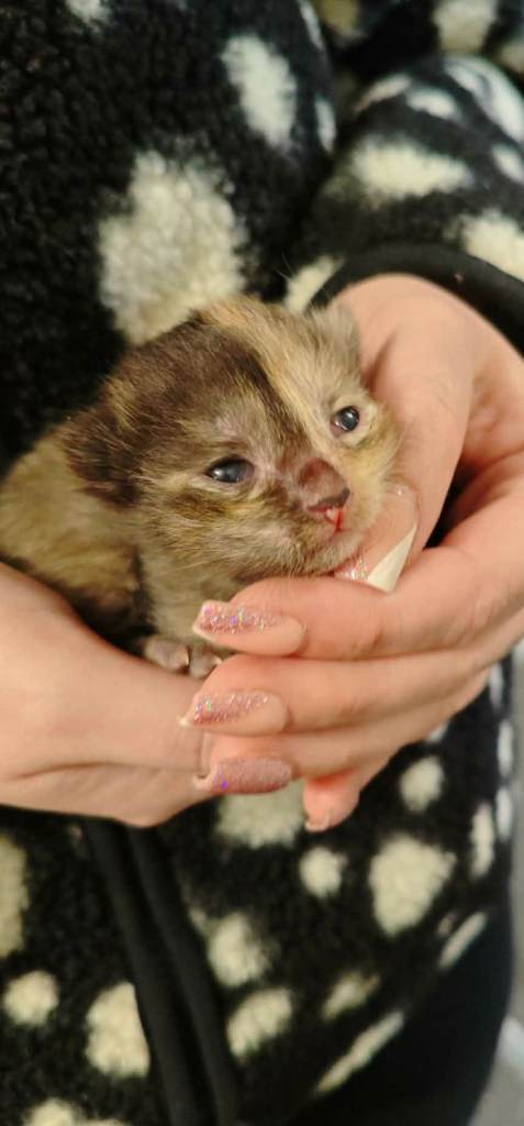 3 beautiful kittens looking for forever home.