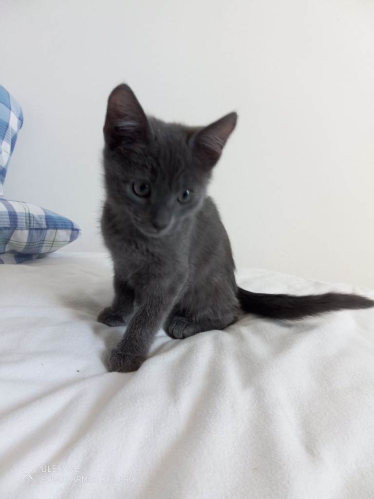 Purebred Russian blue kittens 
