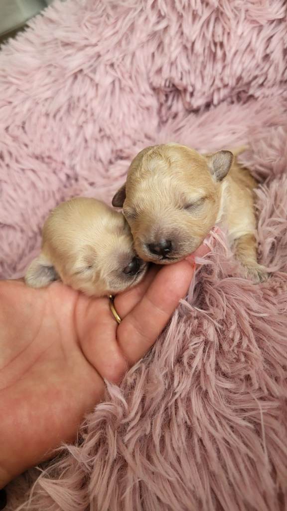 Maltipoo 2 Girls  